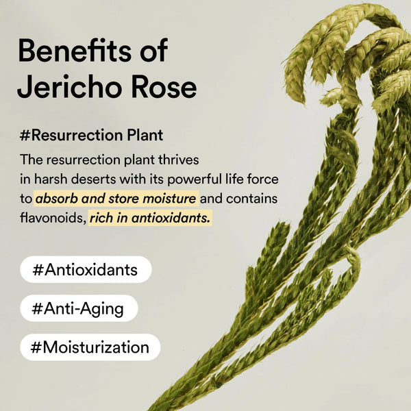 Jericho Rose Cream Nutrition tube 75ml